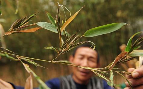 竹子開花的惡兆|“竹子开花，马上搬家”！为何竹子开花，会被视为不详的征兆？